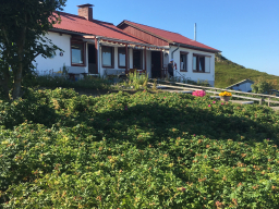 Strandläufernest Sylt
