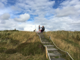 Strandläufernest Sylt